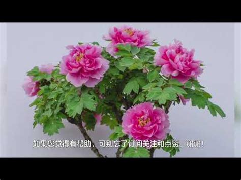 分明壹樹牡丹花|籤詩